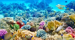 Loše prognoze za Veliki koraljni greben: “Mrtvi koralji ne stvaraju bebe“